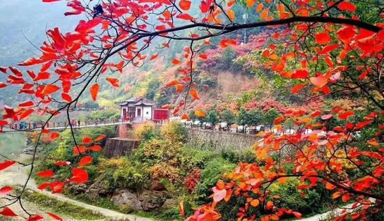紅的楓