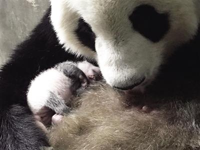 大熊猫“楼生”抱着睡着的宝宝 徐光岚 摄