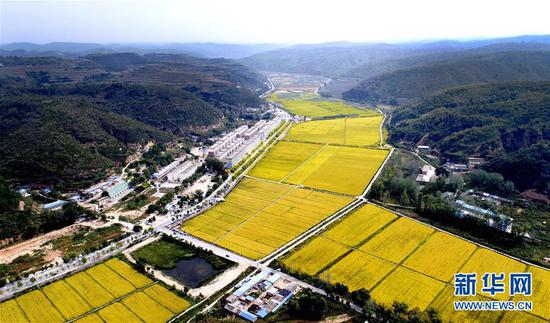 陕西省延安市南泥湾的金色稻田(2018年9月12日无人机拍摄)。 新华社记者 刘潇 摄