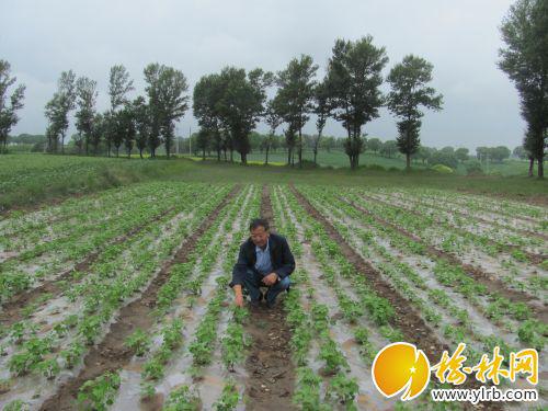 高立荣:从榆林职业技术学院走出来的榆荞之父