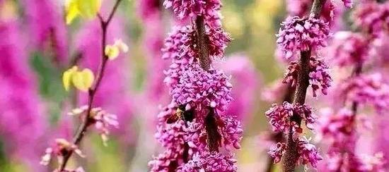 春暖花开季,正是赏花时。