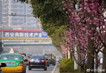 不只是街頭綻放的各類花朵