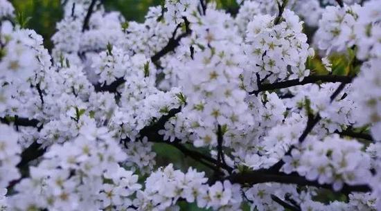 雨后寒輕，風(fēng)前香軟，春在梨花