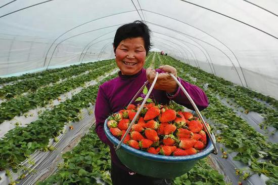 日光大棚里的草莓喜获丰收