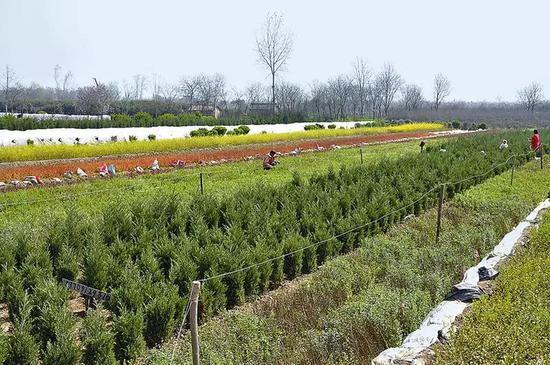 周至县苗木花卉基地