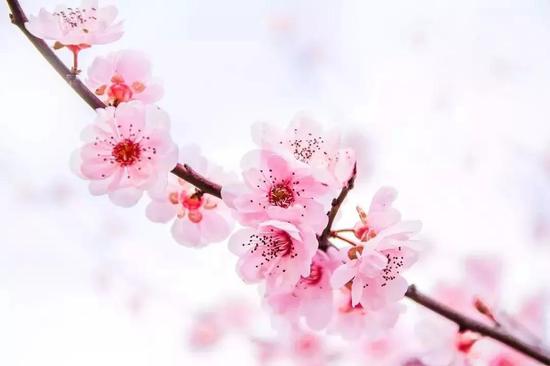 桃之夭夭，爍爍其華