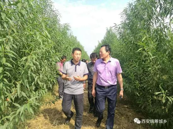 西安市统筹办主任倪广天在高陵区调研农村综合改革工作
