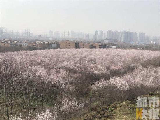 這兩天溫度漸漸回升，在西安長安區(qū)300畝的山桃花已經(jīng)綻放，美不勝收。