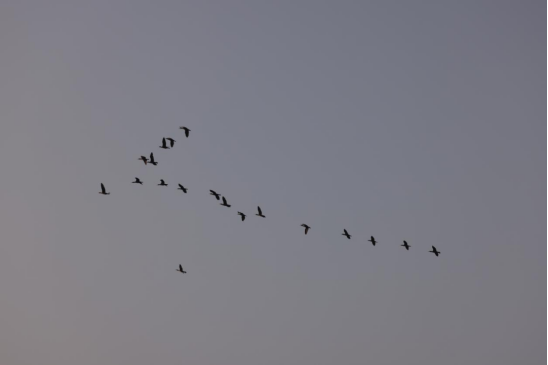 &nbsp;图 | 鸬鹚