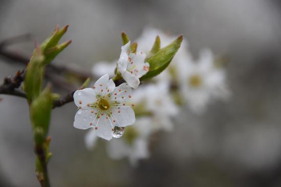 雨后梨花
