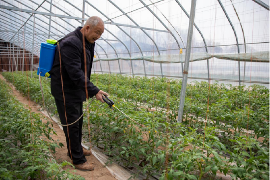 3月20日，在西安市高陵区通远镇何村西红柿大棚，村民在为番茄幼苗人工授粉。