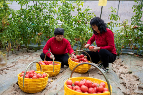 3月20日，在西安市高陵区通远镇何村西红柿大棚，村民正在整理采摘好的普罗旺斯西红柿。