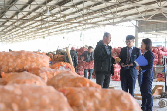 客户经理走访马铃薯种植大户曹谋，30多个农民正忙碌着切马铃薯种子
