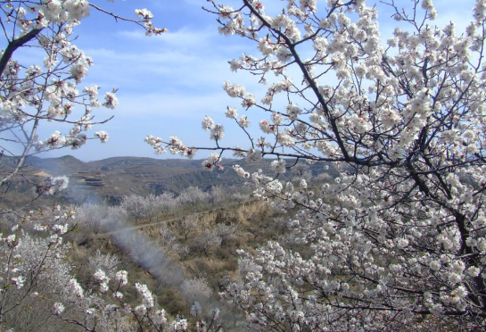 荒山变青山 柏塔村杏林淘真金 退耕还林造就延安绿色奇迹