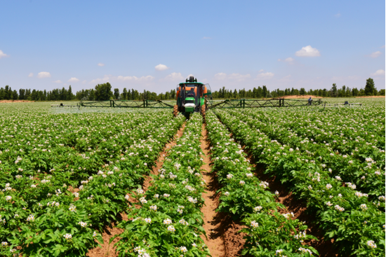 定邊縣、靖邊縣榆林馬鈴薯特優區展示