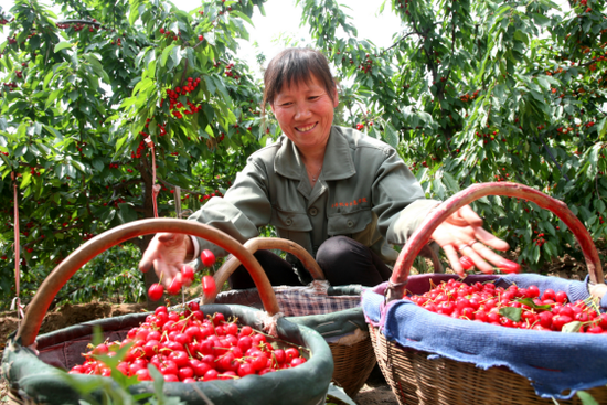 澄城縣澄城櫻桃中國特色農產品優勢區展示