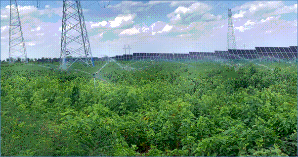 布尔台光伏区光伏板下喷灌