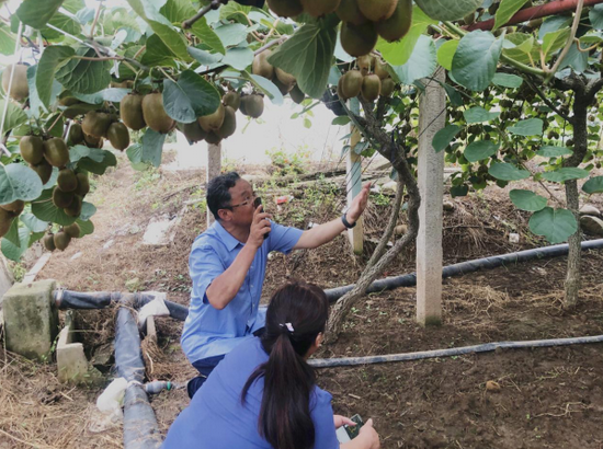 陕西猕猴桃产业首席科学家刘占德给合作社农户做种植指导