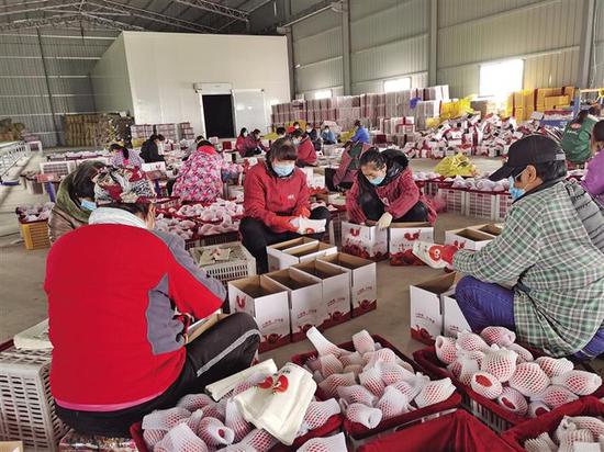 在泾阳新东南农业就业扶贫社区工厂里,村民在精选、包装苹果。 本报记者 张丹摄