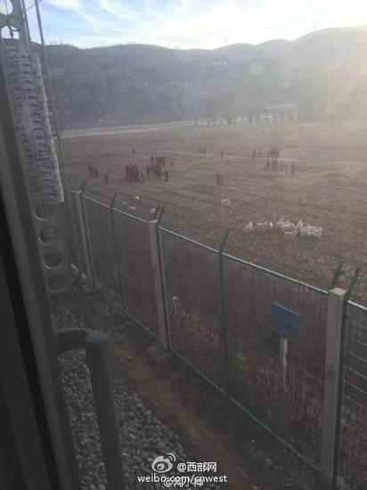 榆林KI88撞上羊群致緊急停車 列車晚點無乘客受傷