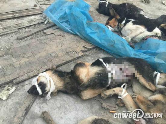 5日，志愿者拍到實驗用后的狗被遺棄。
