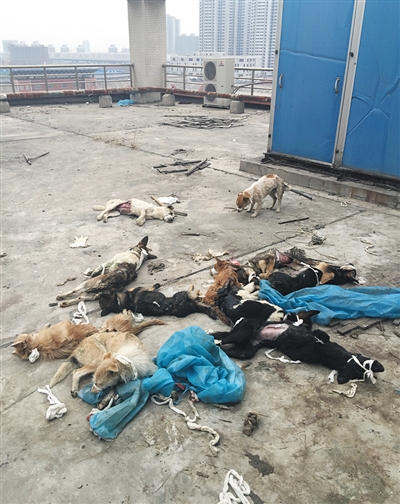 5日，西安医学院一实验楼楼顶上，数十只狗身上满是伤痕，有的疼得抽搐。爱心志愿者供图