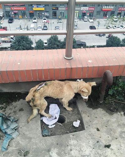 5日，西安医学院一实验楼楼顶上，数十只狗身上满是伤痕，有的疼得抽搐。爱心志愿者供图
