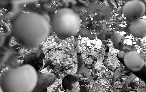 10月18日，延安市洛川县的果农在采摘苹果    新华社发