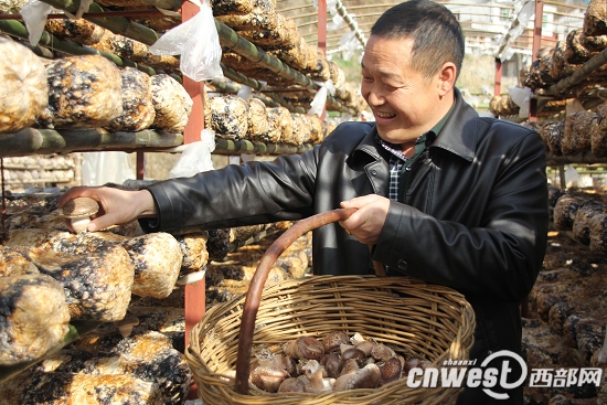 石泉县迎丰镇火石沟村村民正在忙着采摘桑枝食用菌香菇。该县利用蚕桑资源,2014年全年栽培桑枝食用菌2000万袋,推广桑园套种2万亩,蚕桑综合开发实现农民增收3.8亿元。
