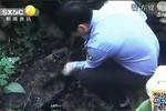 恒口碎尸案告破 兇手系一名殺豬匠