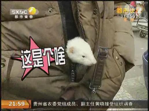 西安街头有人遛貂