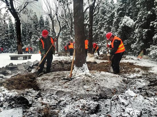工人们开始挖掘友谊路的树木