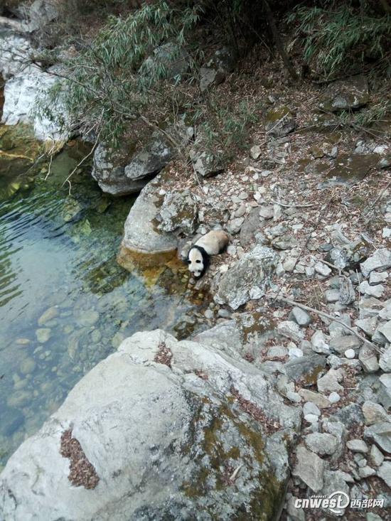 野生大熊猫在秦岭深山的河边喝水。