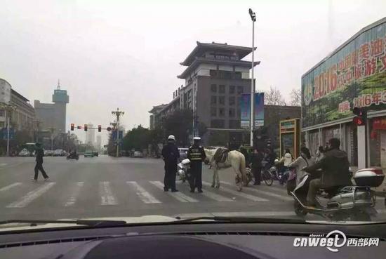 汉中小伙商业区骑马一路狂奔，交警责令牵马回家。