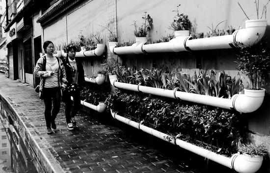 皇城西路上用排水管道种植的十余种花卉    本报记者陈飞波摄