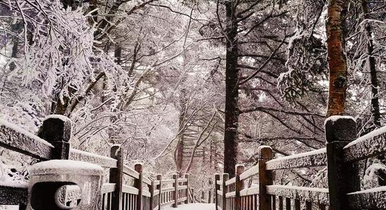 太白山降雪 通訊員傅蓉本報(bào)記者代澤均攝
