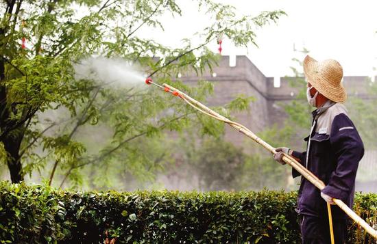 为防止病虫害，日前，工作人员对护城河边的槐树喷洒农药 本报记者代泽均摄