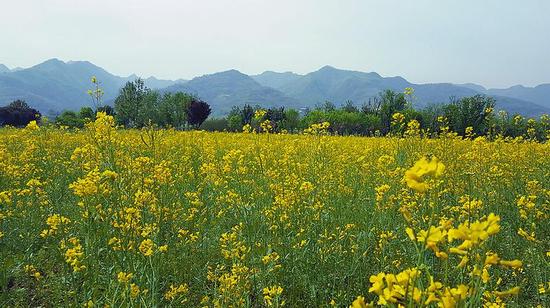 油菜花香满关中。