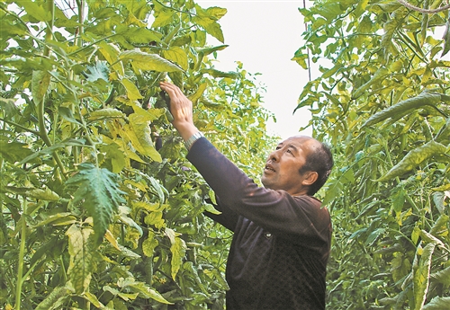 榆林农村兴种大棚菜 全村年产值达300多万元