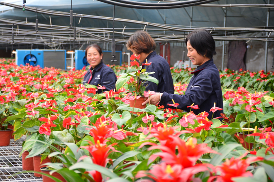 温室内花开争艳游客驻足