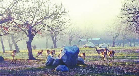 西安秦嶺野生動(dòng)物園里放養(yǎng)的鹿群