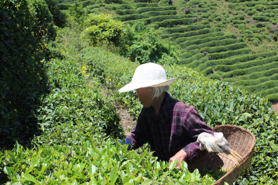 茶园周边的贫困农户上山采茶，增加收入