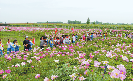 牡丹花期时，张屯村迎来了大批游客