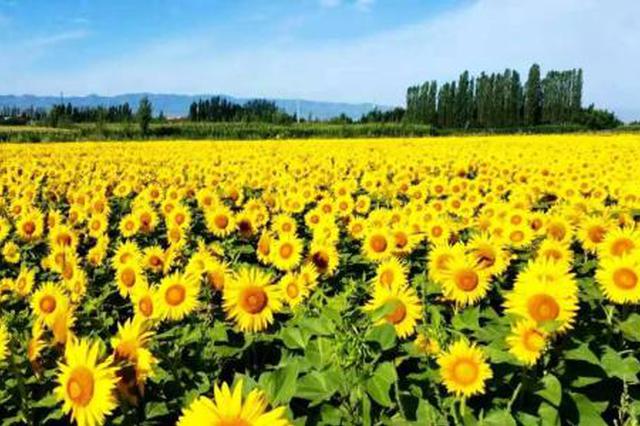 延安宜川英旺乡千亩油葵竞相绽放 成乡村游新亮点
