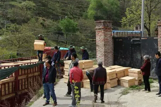 脱贫攻坚看阎良｜众天蜂业：发展中蜂“甜蜜”产业