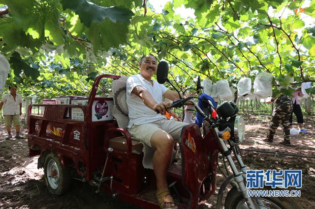 刘强东为“户县葡萄”代言！ 48小时送上市民餐桌