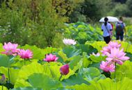 暑去凉来 悠然山荷花开正好