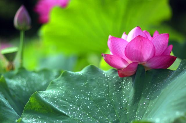 暑去凉来 宁陕悠然山荷花开正好