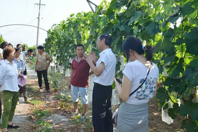 阎良区农林局积极开展葡萄技术培训