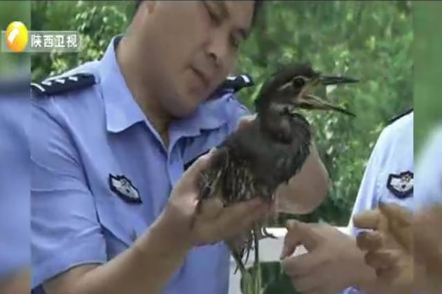 安康旬阳发现国家二级保护动物—海南虎斑鳽